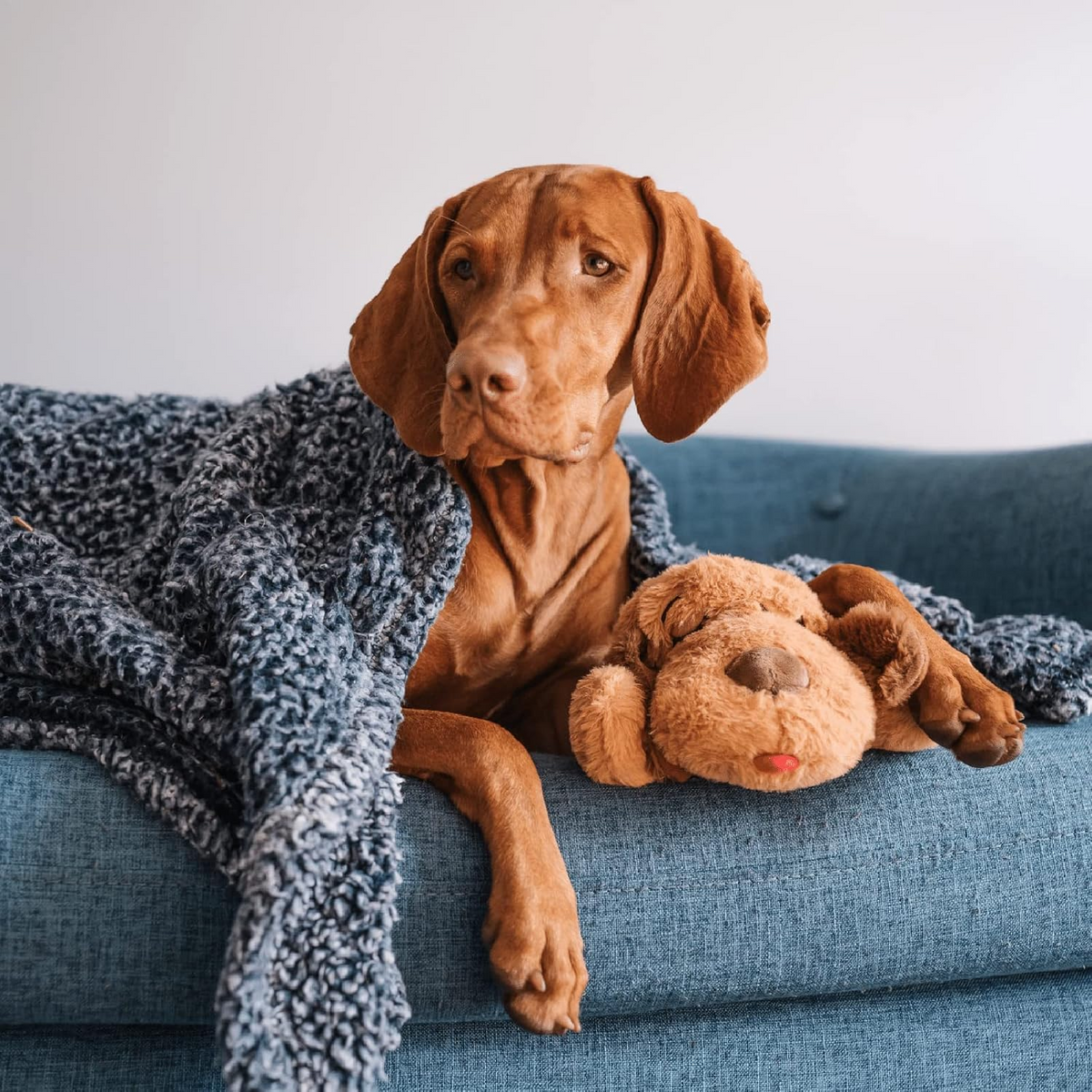 Heartbeat Comfort Plush — Calming Sleep Companion for Puppies & Dogs
